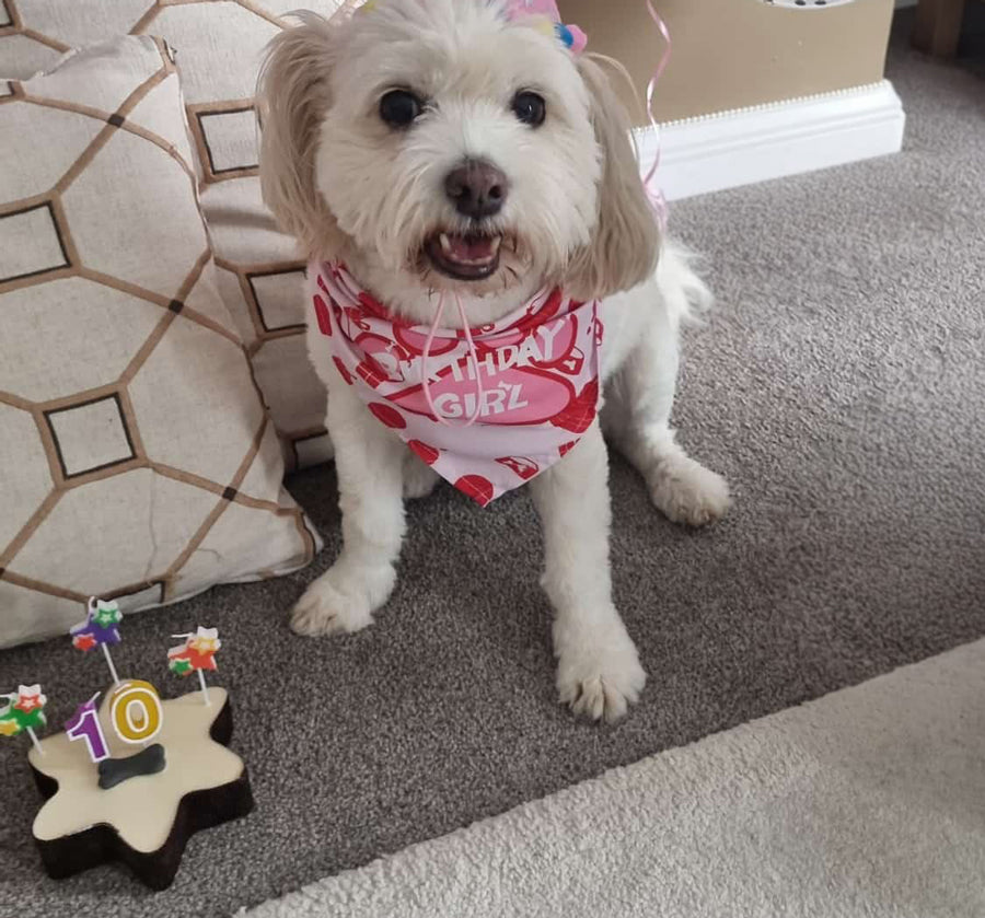 Visual Reference: Dog Birthday Cakes Safe Personalised Cakes For Dogs