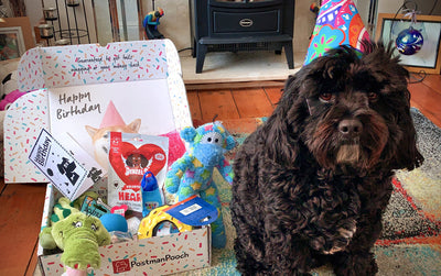 Throwing the Ultimate Dog Birthday Party