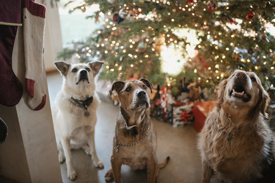 Why Dogs Deserve Christmas Present