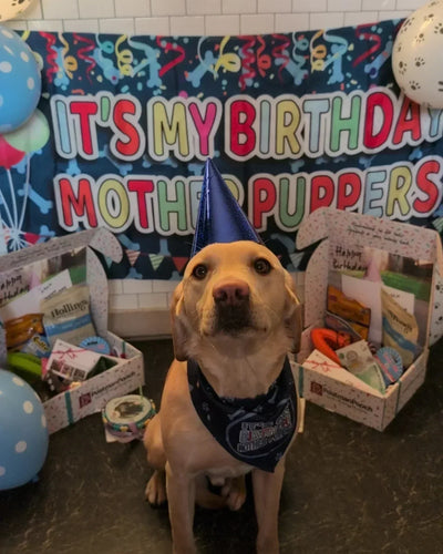 Dog Birthdays: Our Best-Selling Dog Birthday Gifts So Far in 2025