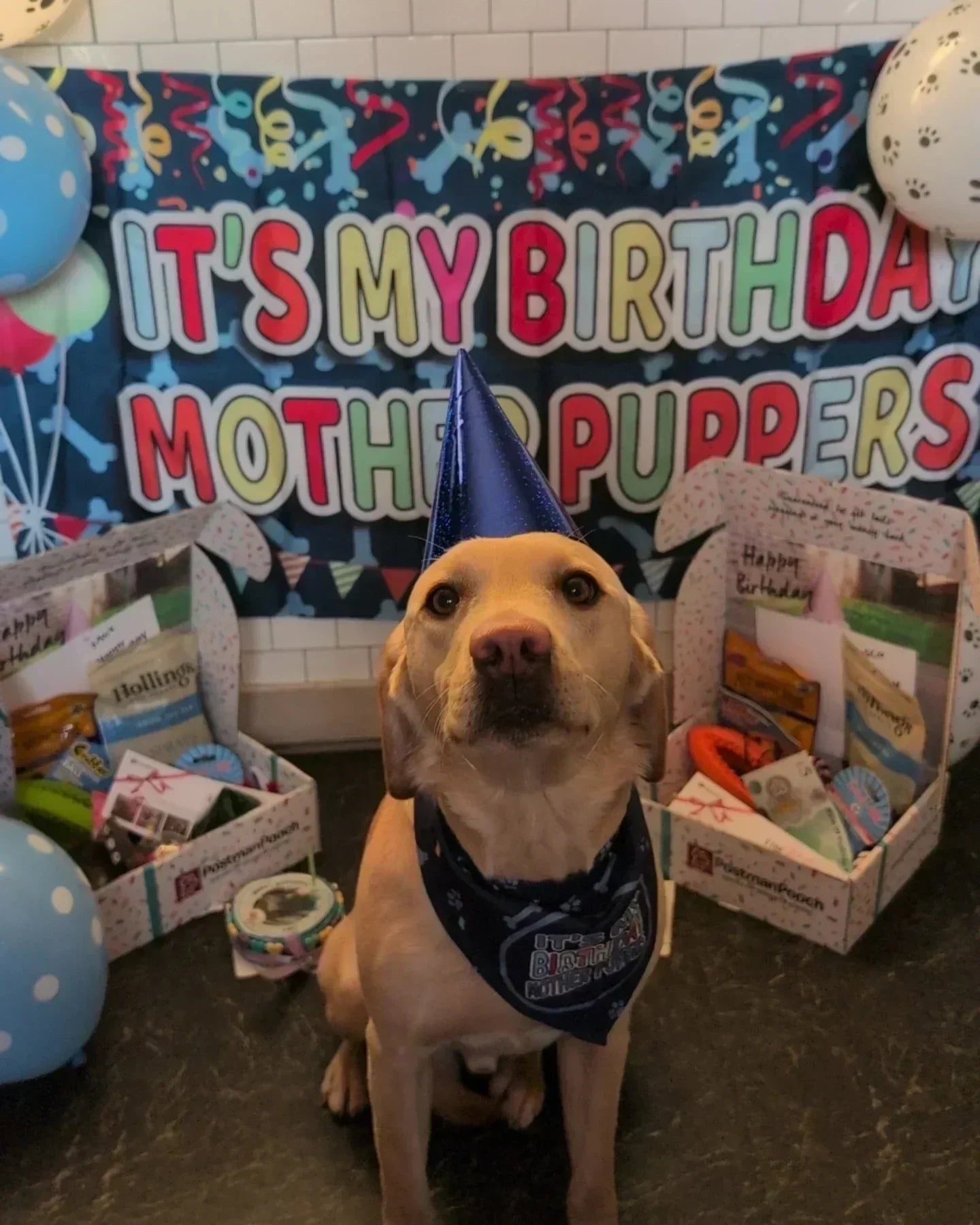 Dog Birthdays: Our Best-Selling Dog Birthday Gifts So Far in 2025