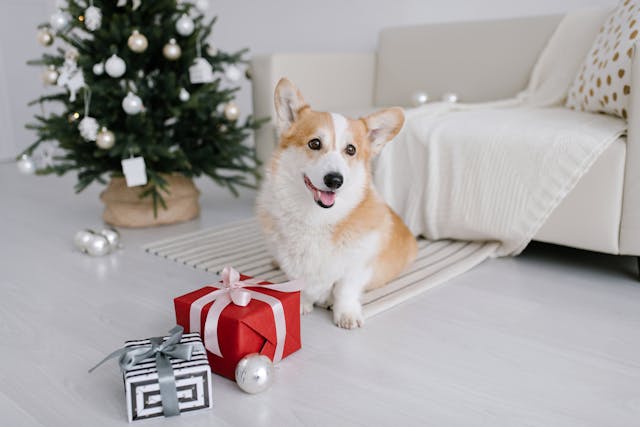 Guide to Dog Christmas Gifts 2025