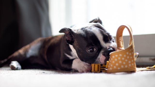 DIY Bitter Apple Spray for Puppies/Dogs