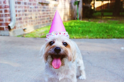 How to Throw the Ultimate Dog Birthday Bash