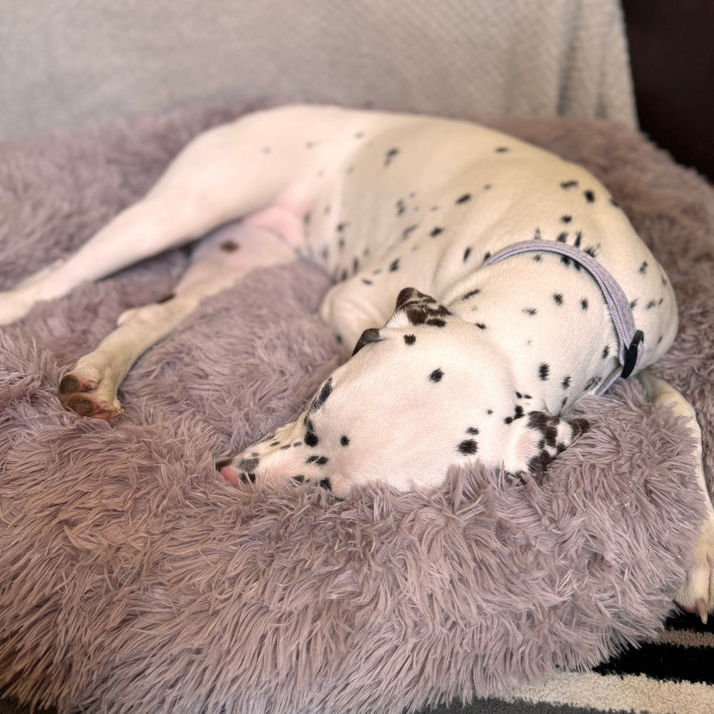 Calming / Anti Anxiety Dog Bed