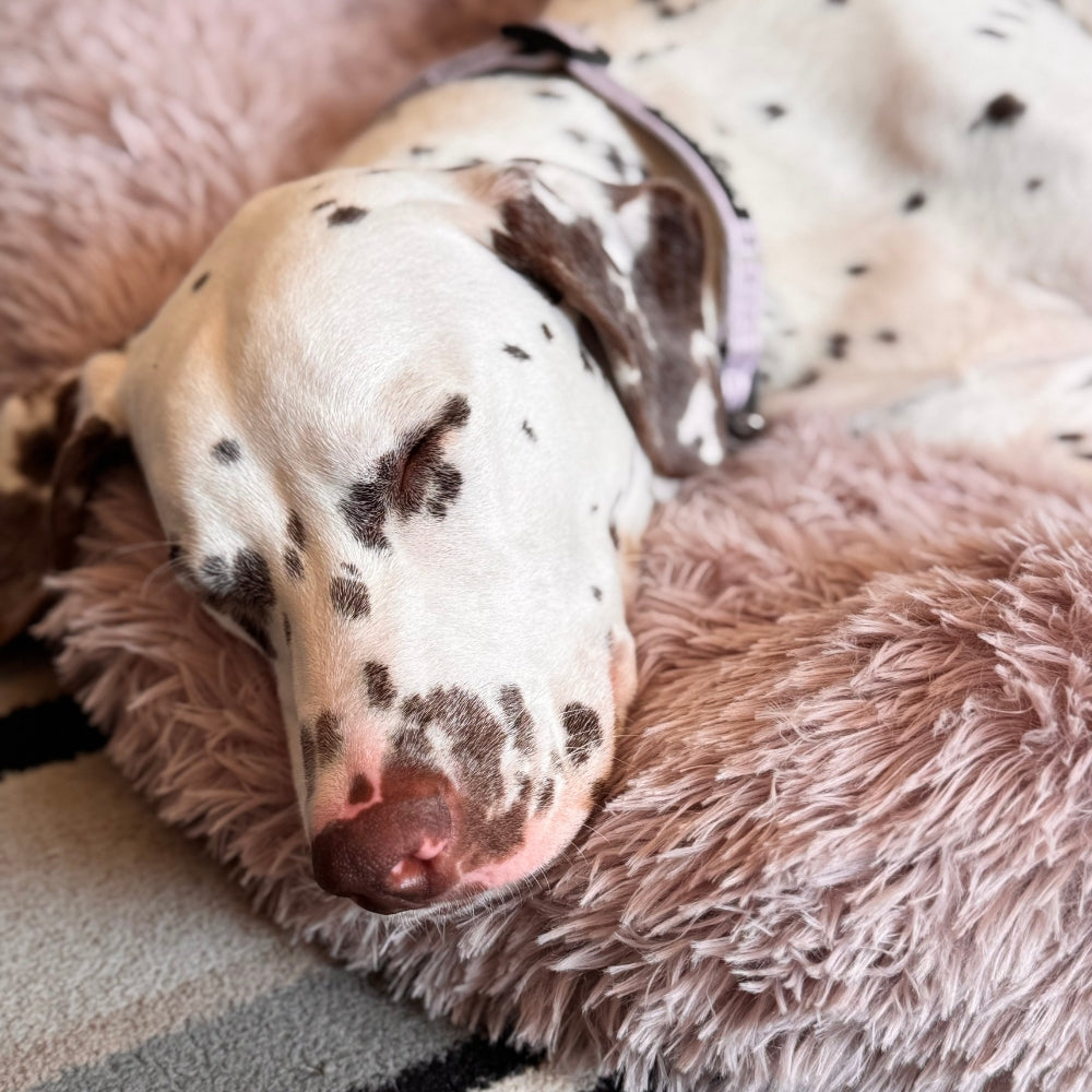Calming / Anti Anxiety Dog Bed