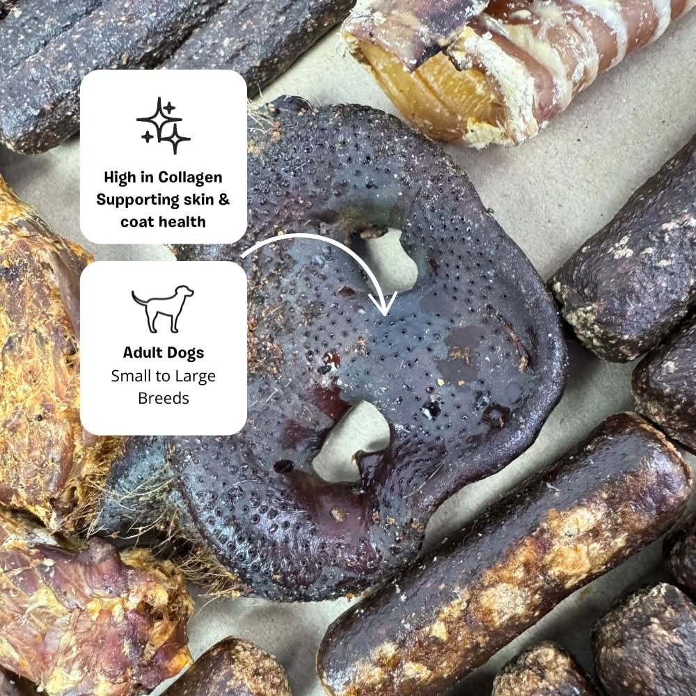 Pigs snout dog treat