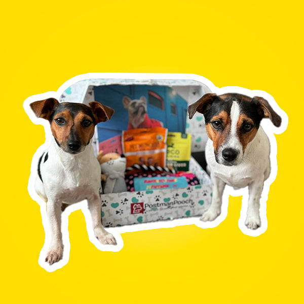 Dog Subscription Boxes