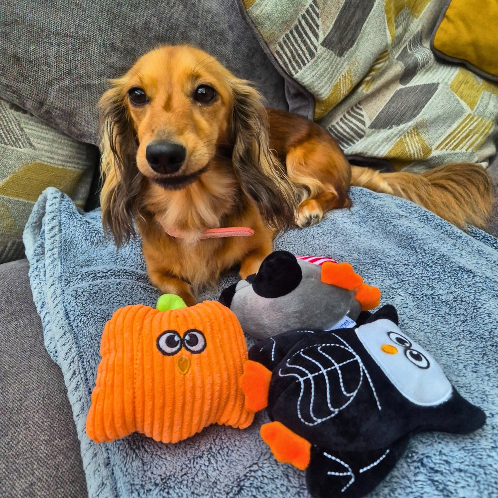 Happy Halloween Dog Toy Trio