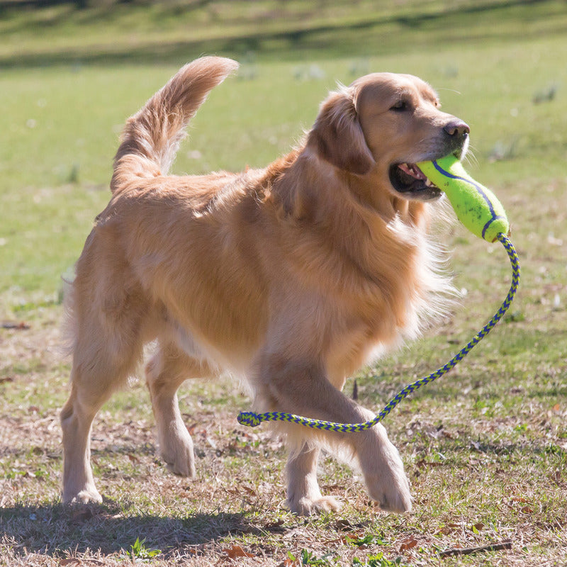 KONG AirDog Fetch Stick