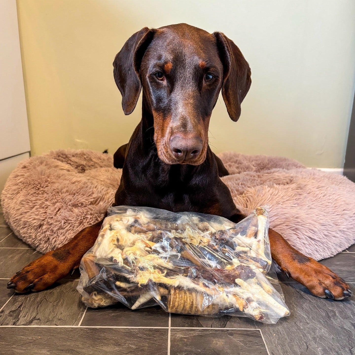 100 Piece Natural Dog Treat Bundle