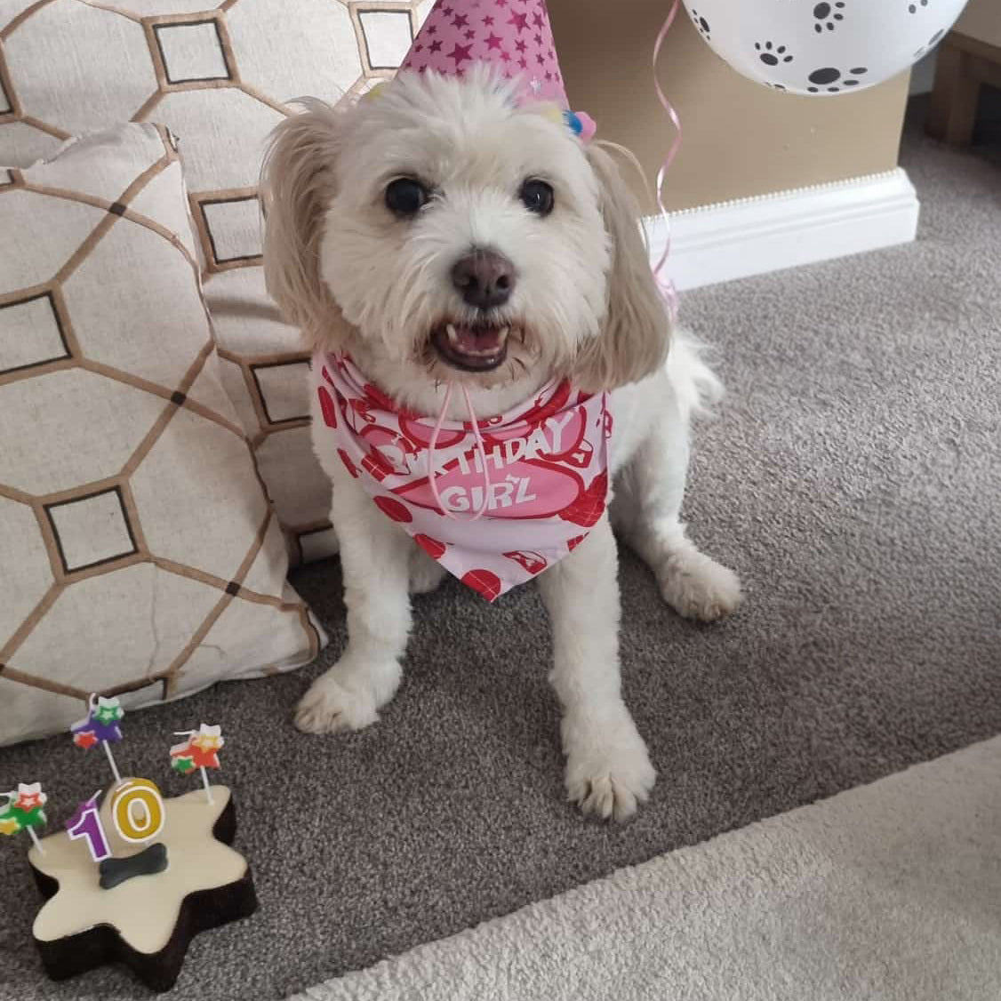 Small Star Shaped Dog Cake & Birthday Card