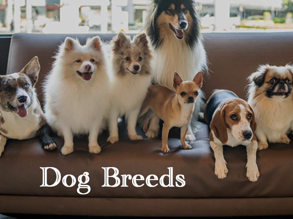 Dog Breeds