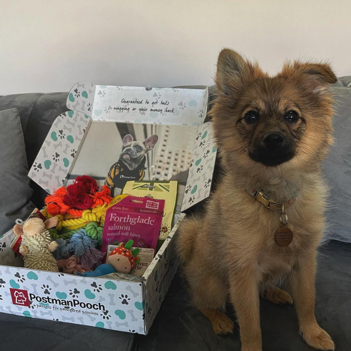 Dog Subscription Boxes
