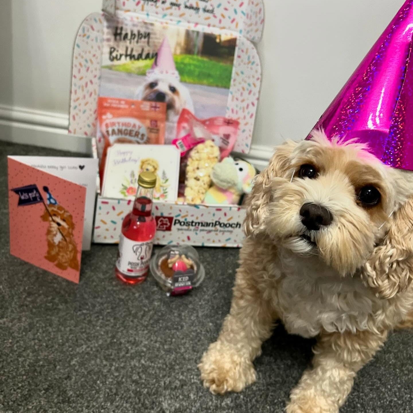Dog birthday