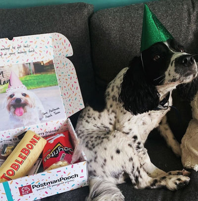 Build a Dog Birthday Box