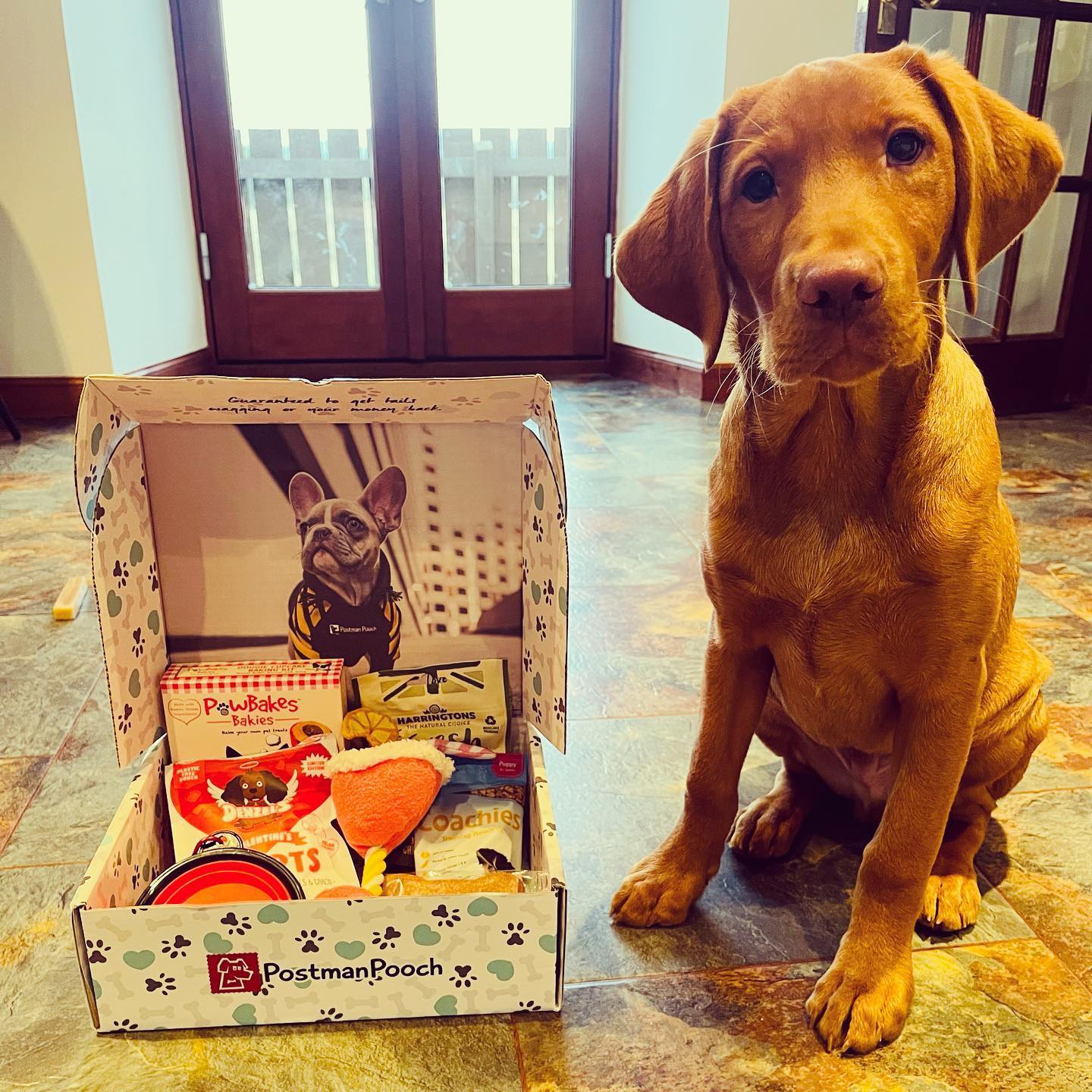 Dog Subscription Box