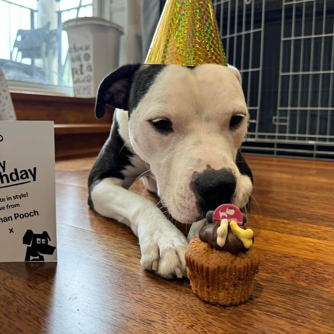 Tough Dog Birthday Box
