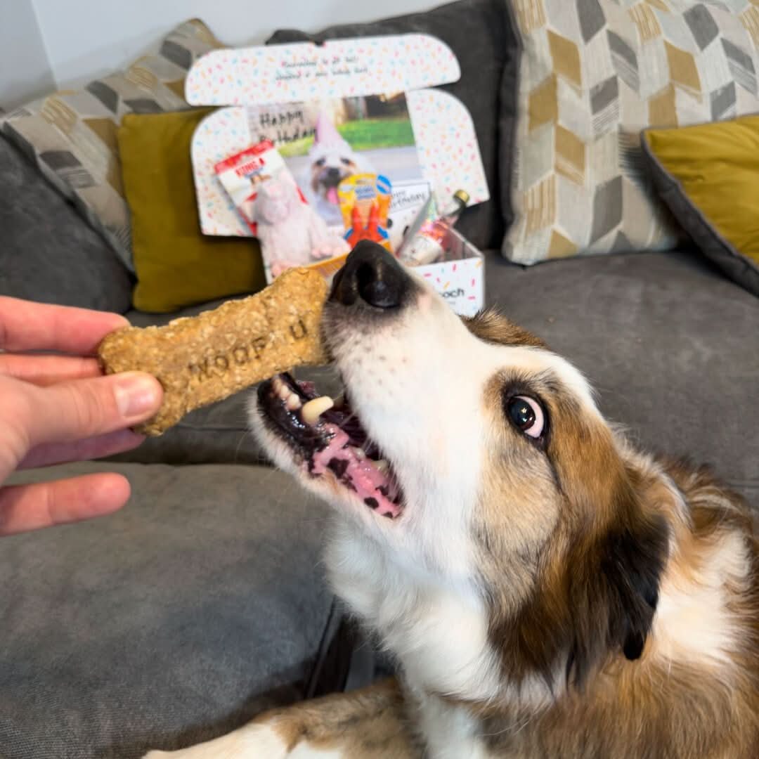 Luxury Dog Birthday Box