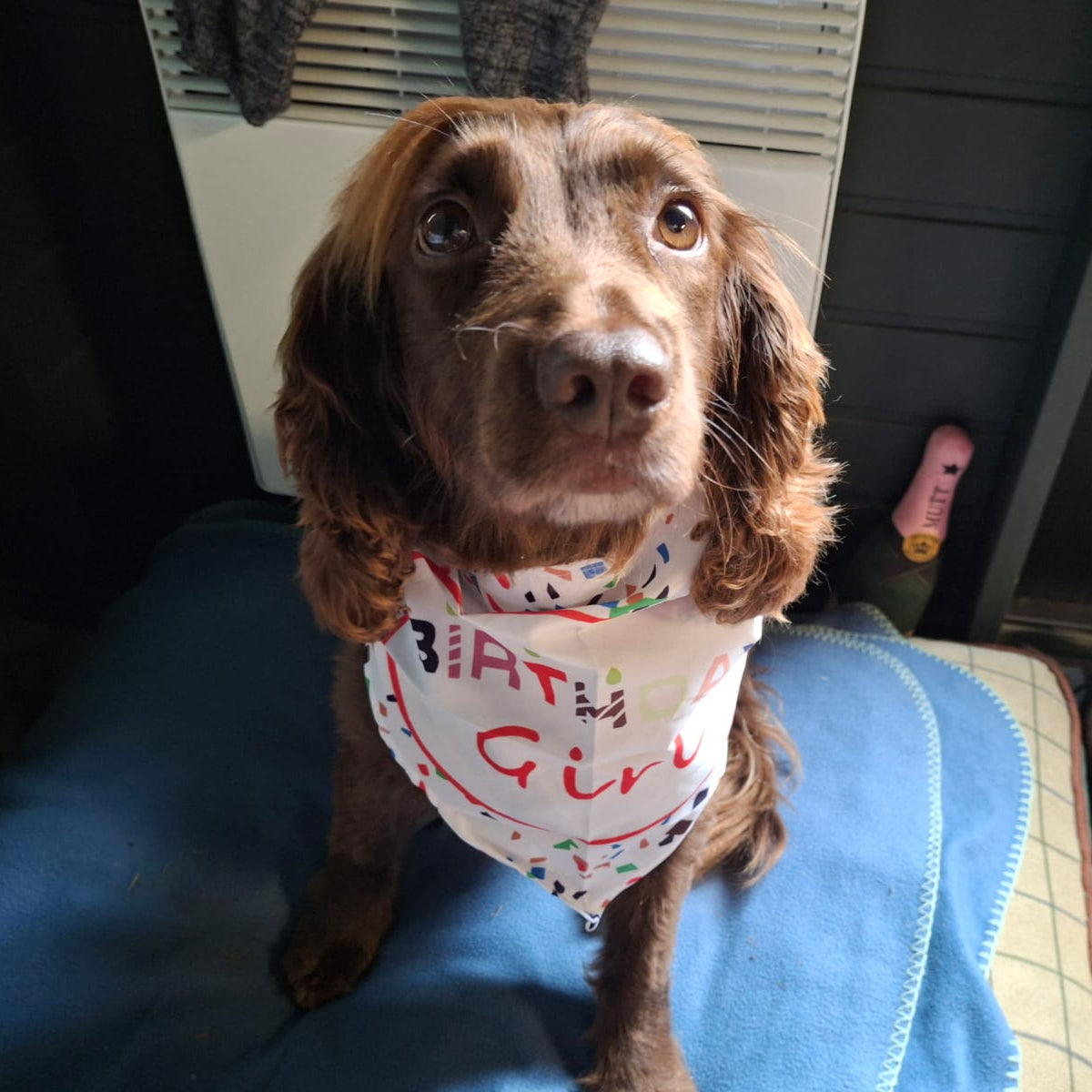 Dog Birthday Bandana – Birthday Boy or Girl Design