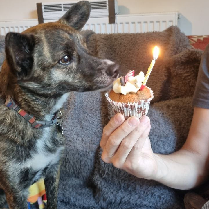 Barking Bakery Iced Woofin Cupcake