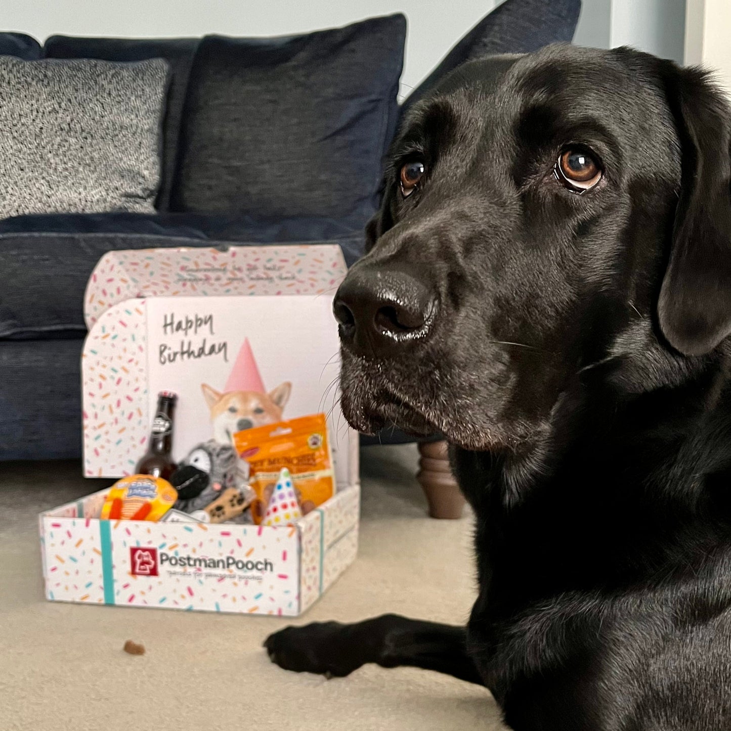 Dog Birthday Box (Boys)