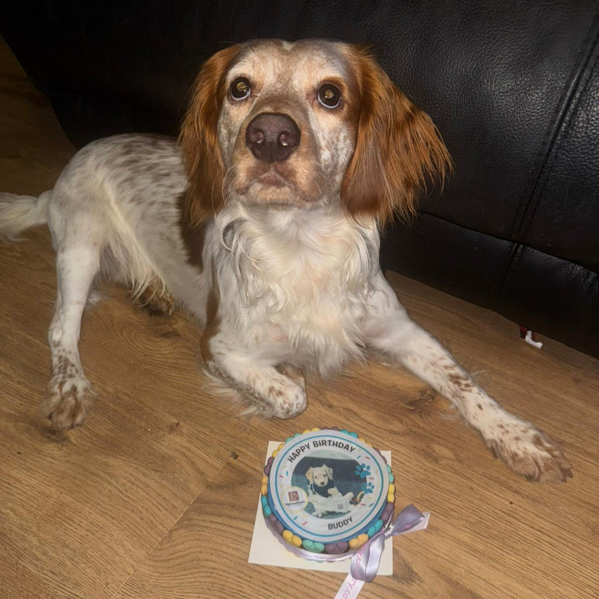 Personalised Dog Picture Birthday Cake & Card