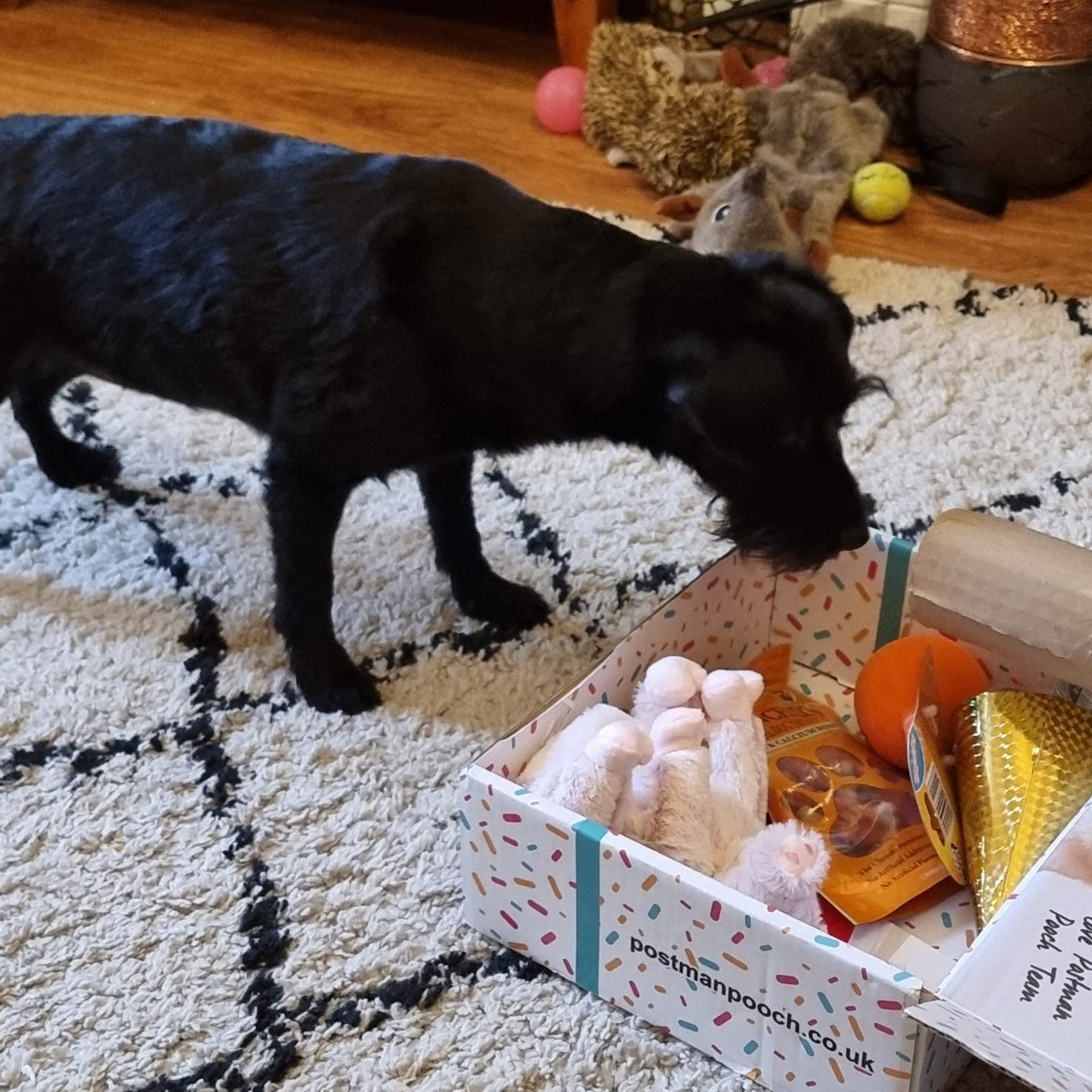 Build a Dog Birthday Box