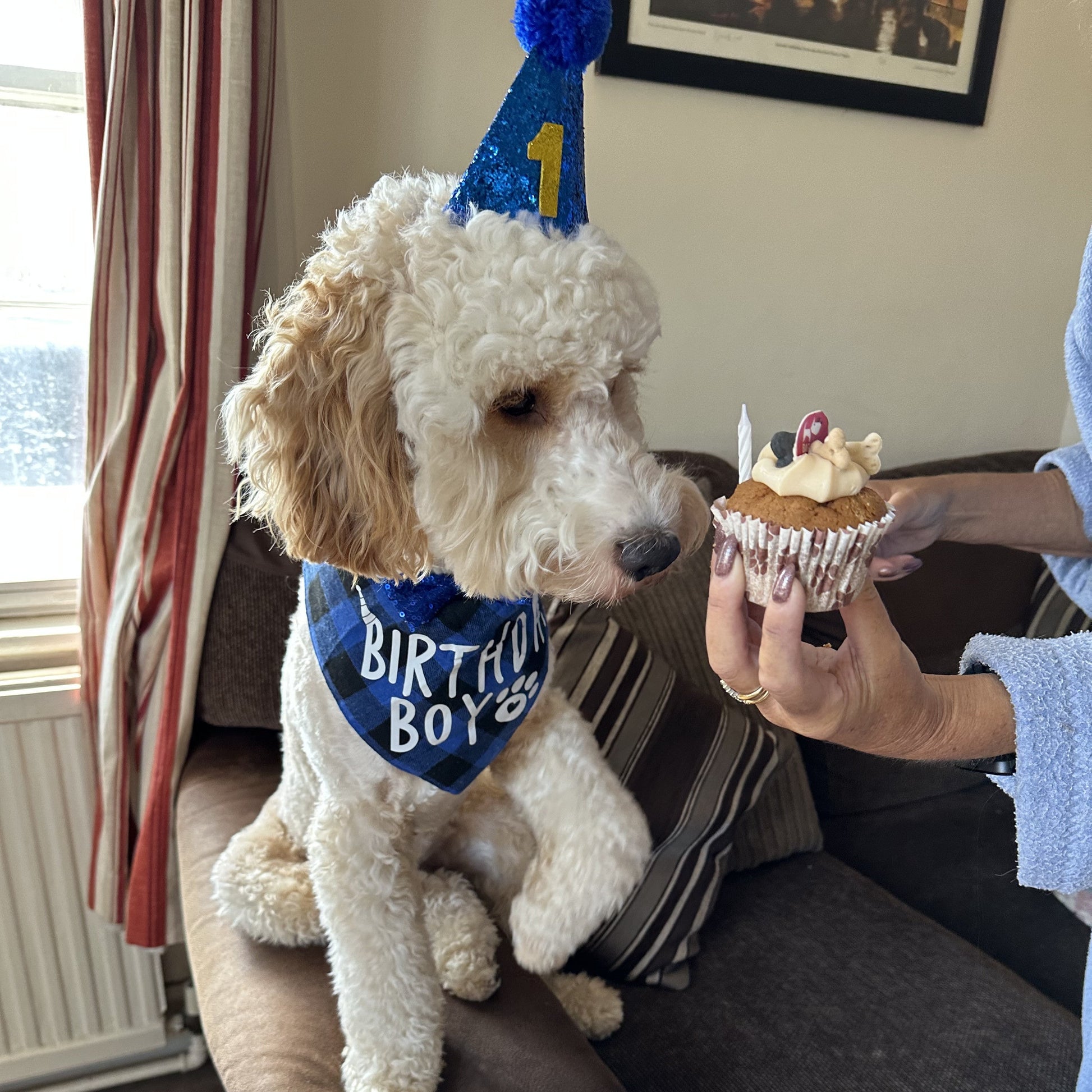 Barking Bakery Iced Woofin Cupcake