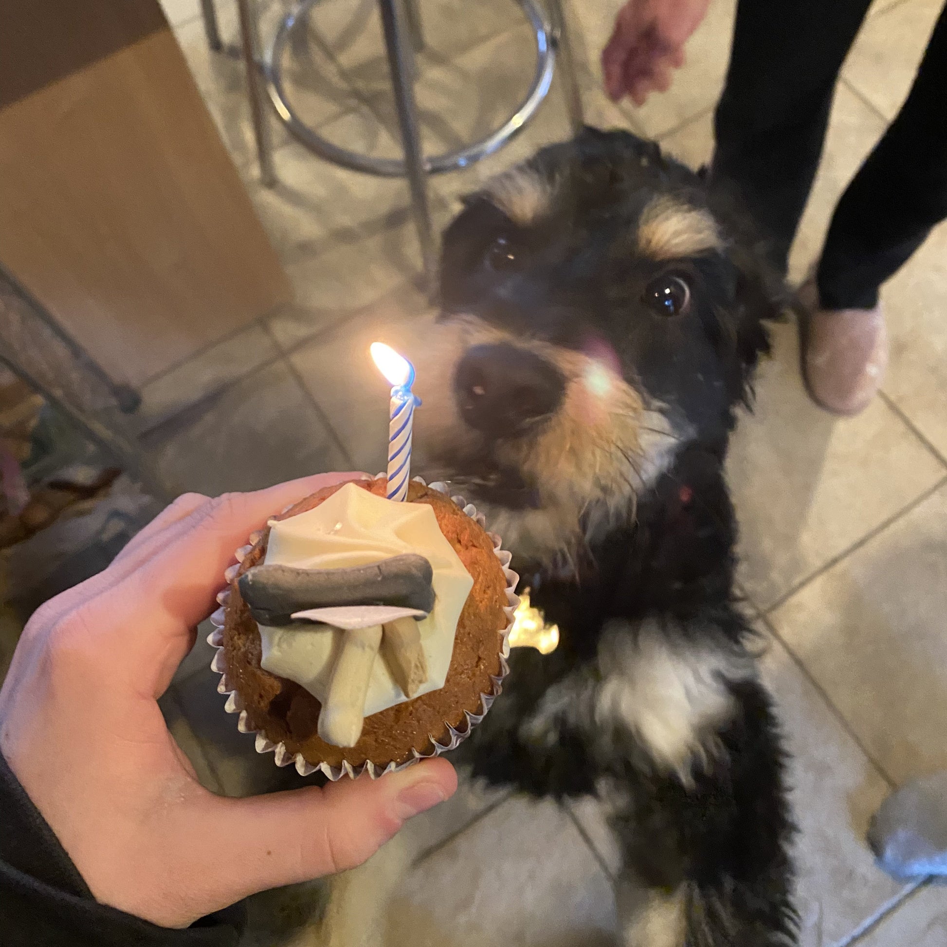 Barking Bakery Iced Woofin Cupcake