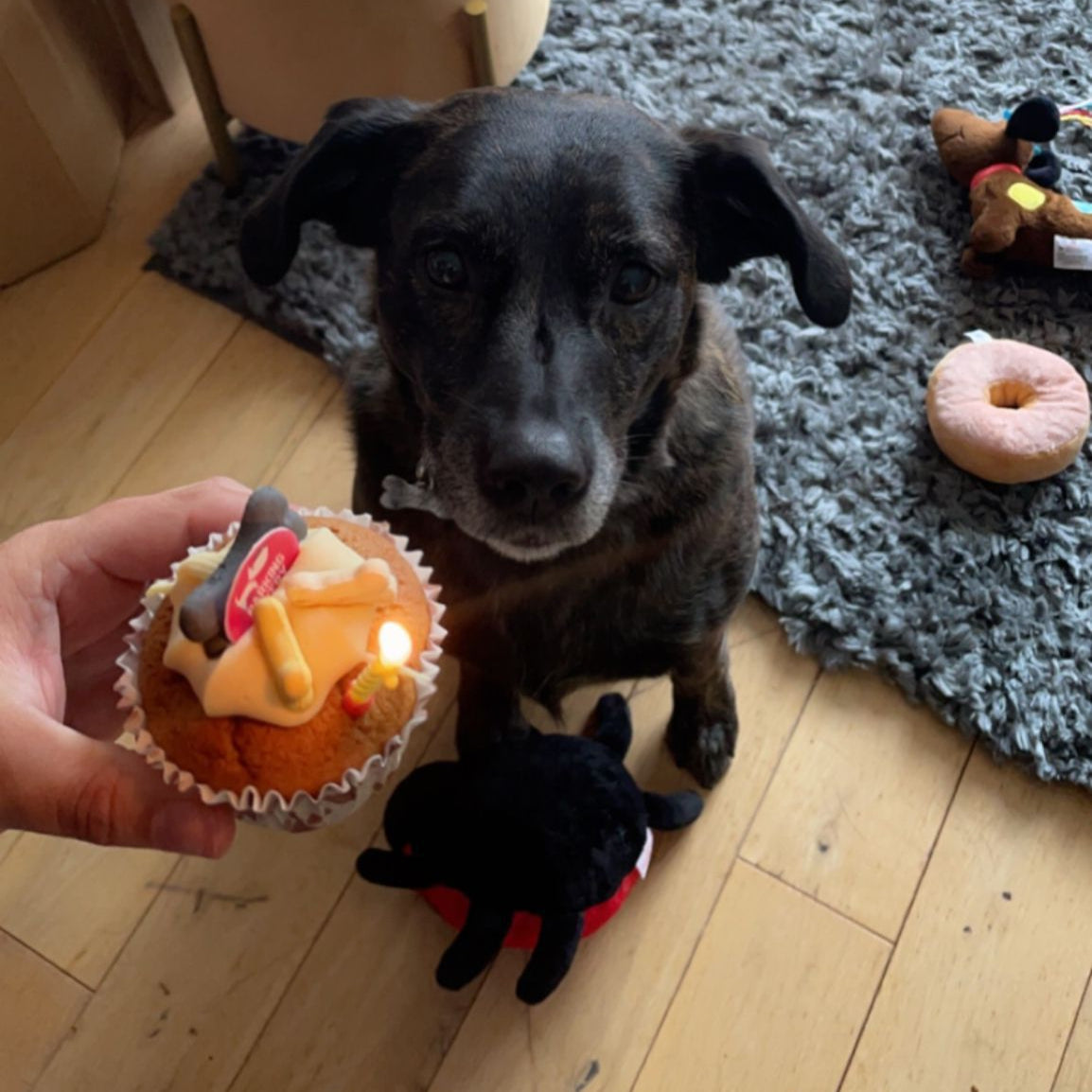 Barking Bakery Iced Woofin Cupcake