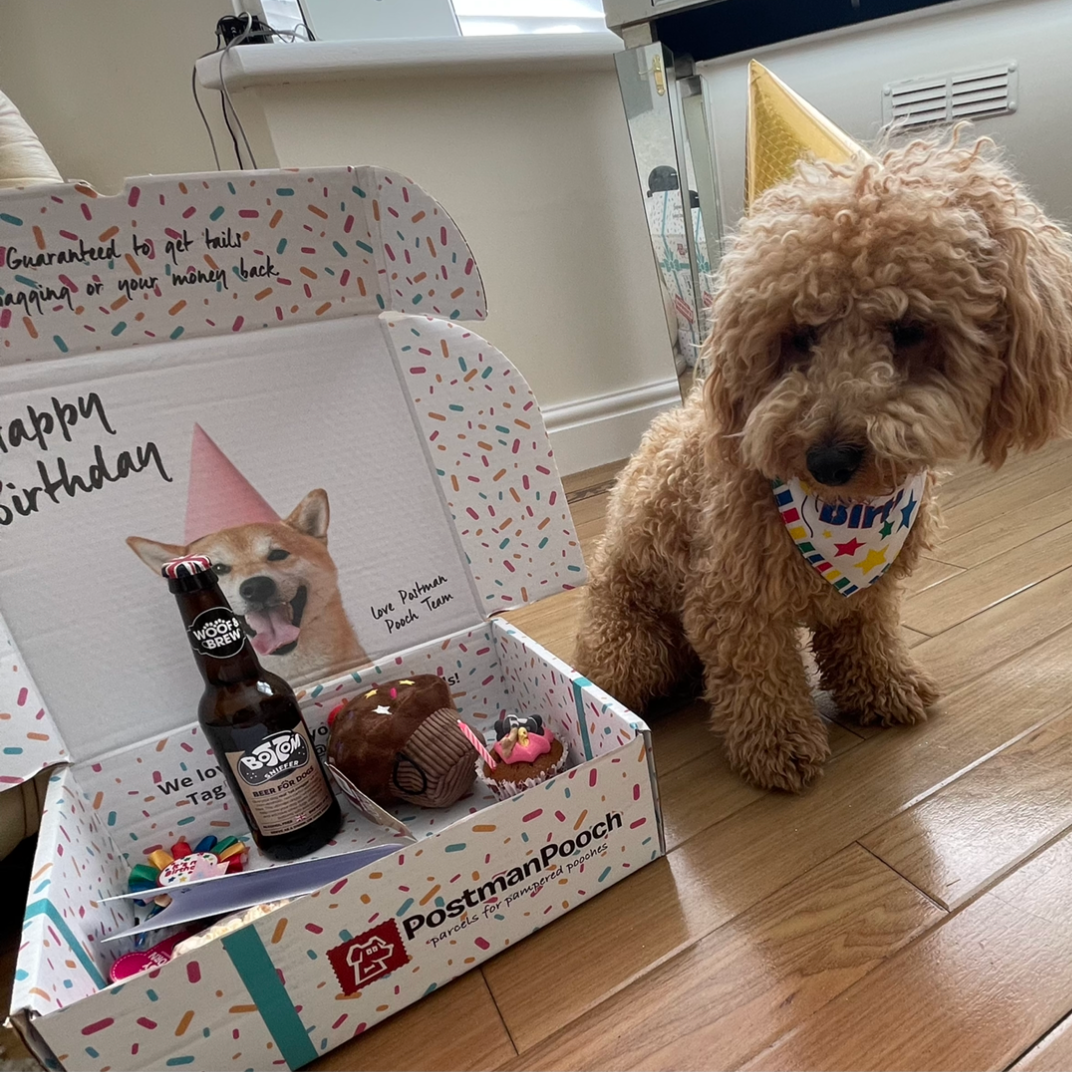 The Classic Boys Dog Birthday Box
