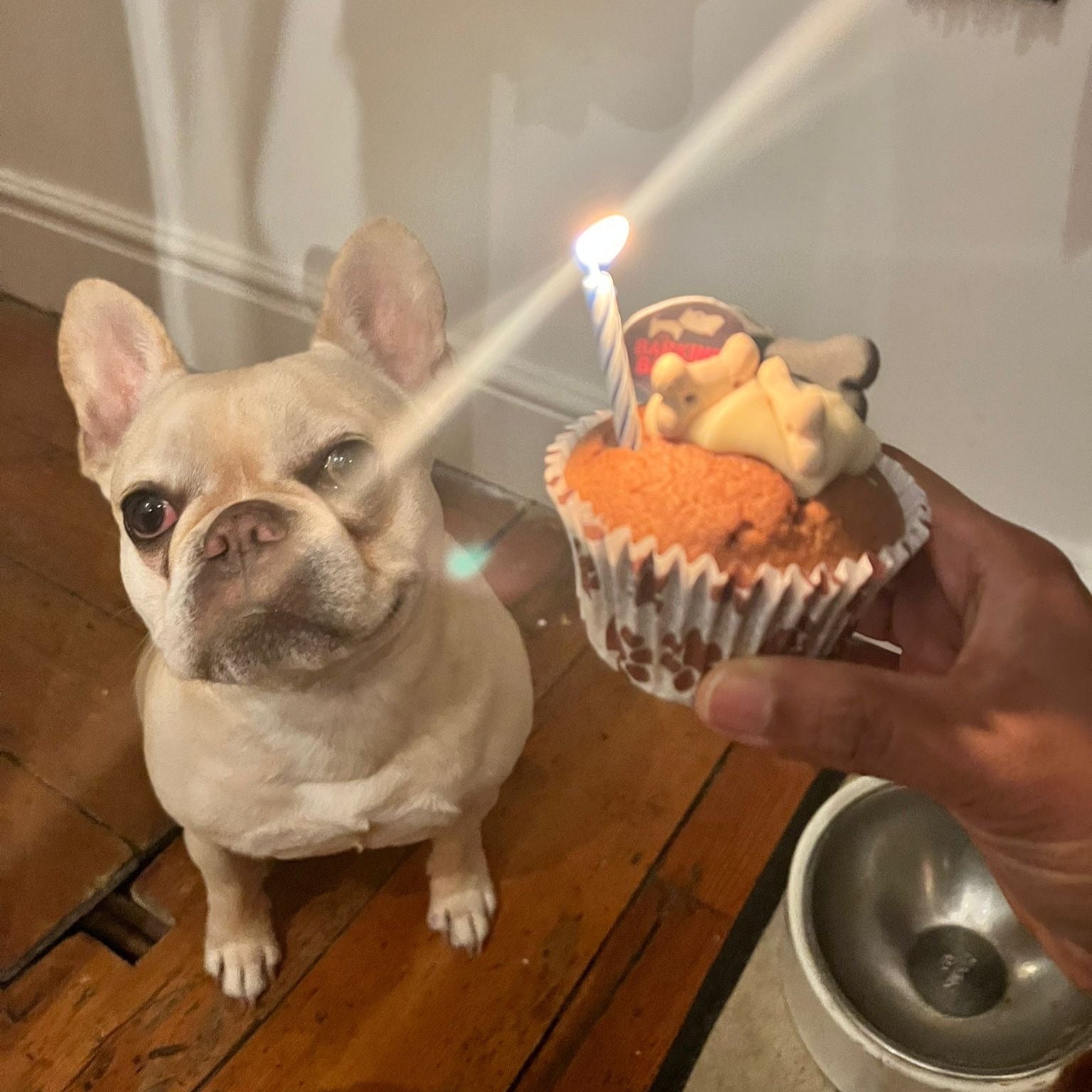 Barking Bakery Iced Woofin Cupcake