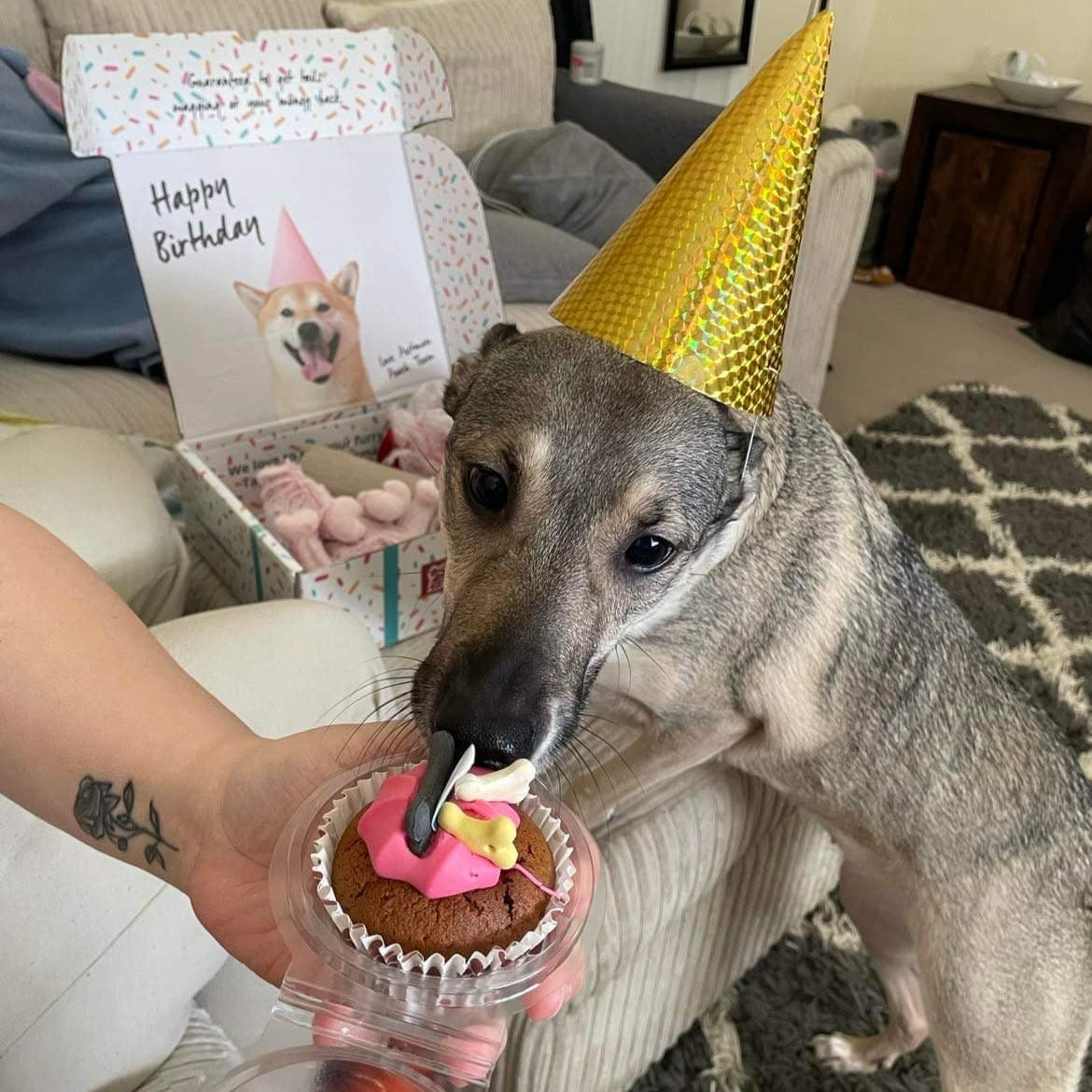 Barking Bakery Iced Woofin Cupcake