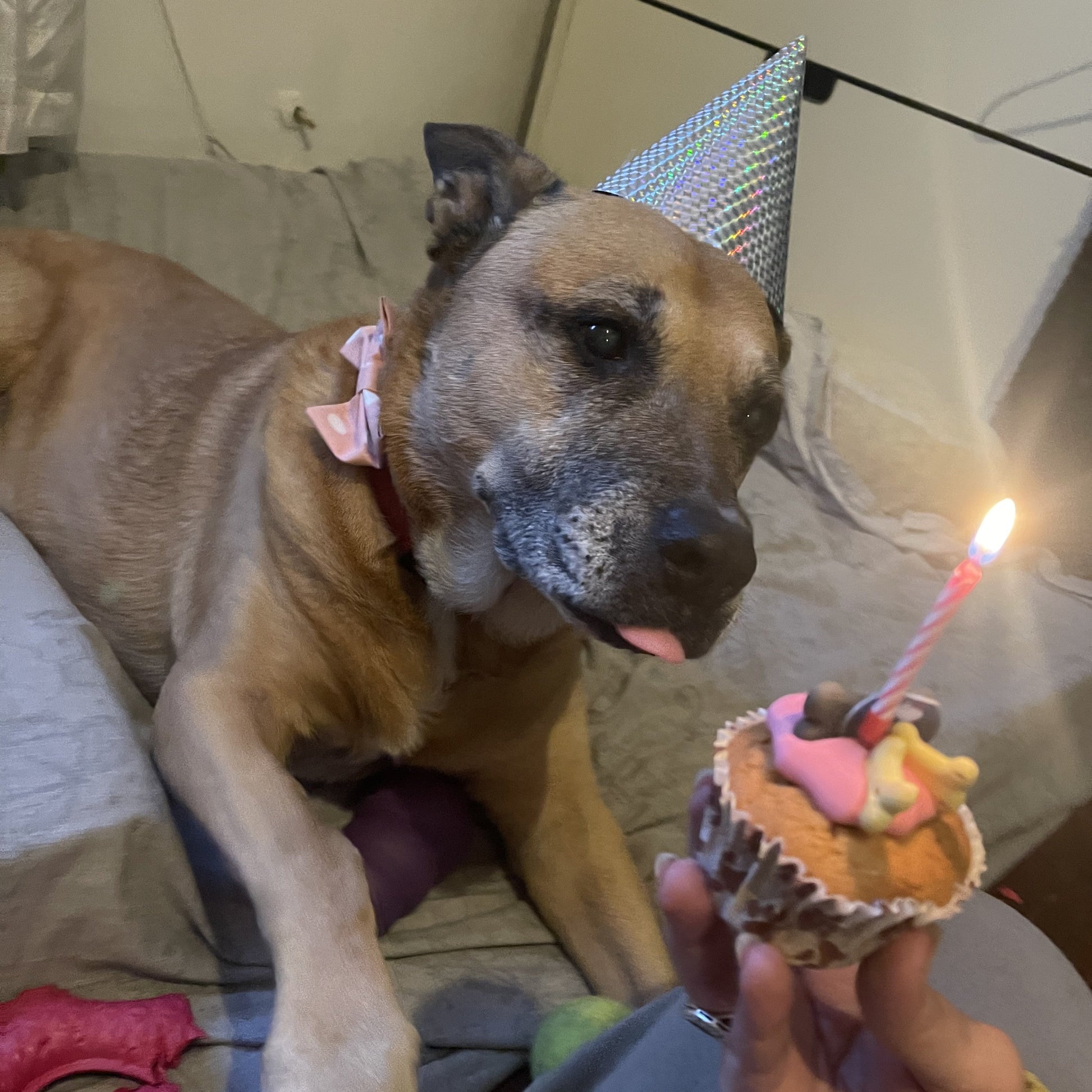 Barking Bakery Iced Woofin Cupcake