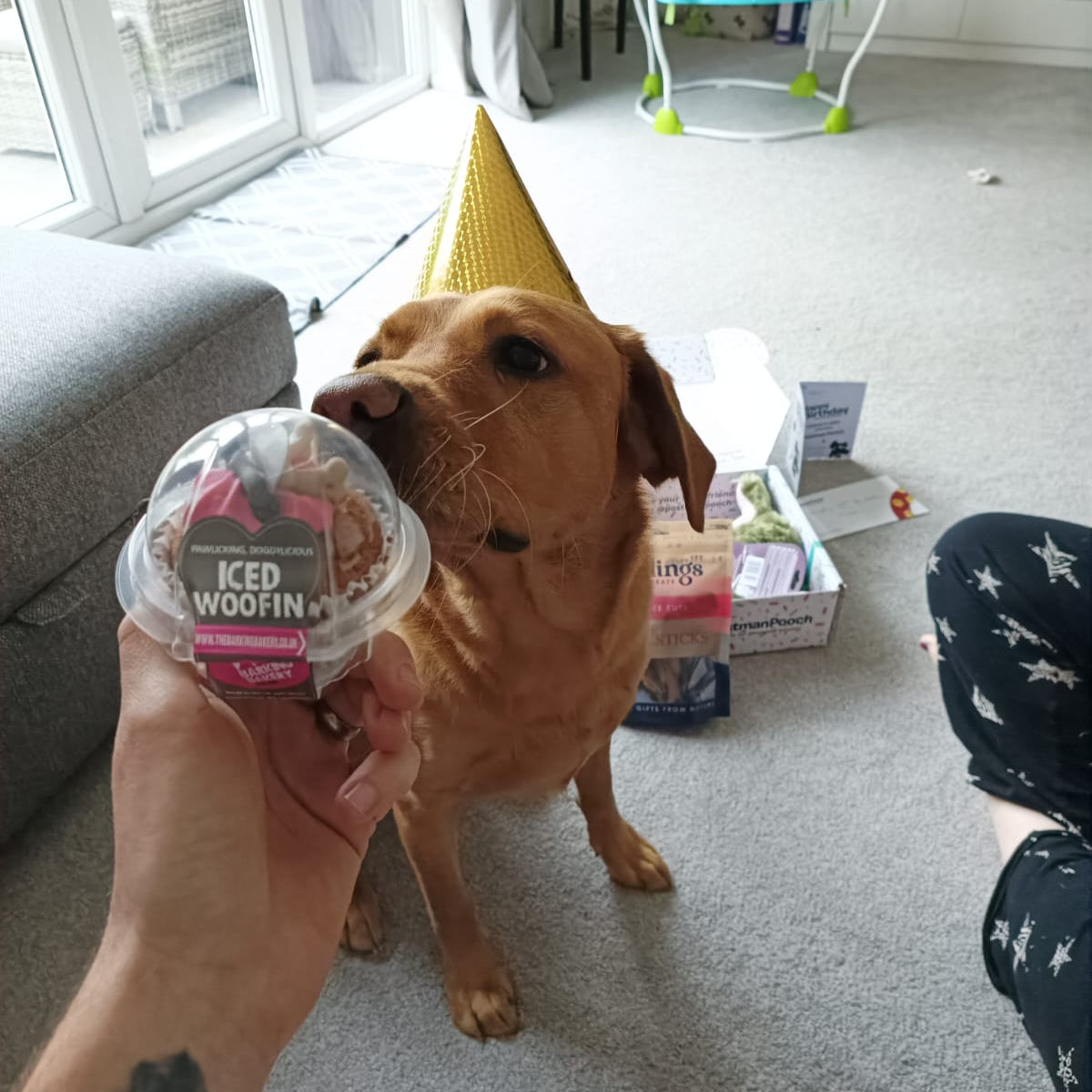 Barking Bakery Iced Woofin Cupcake