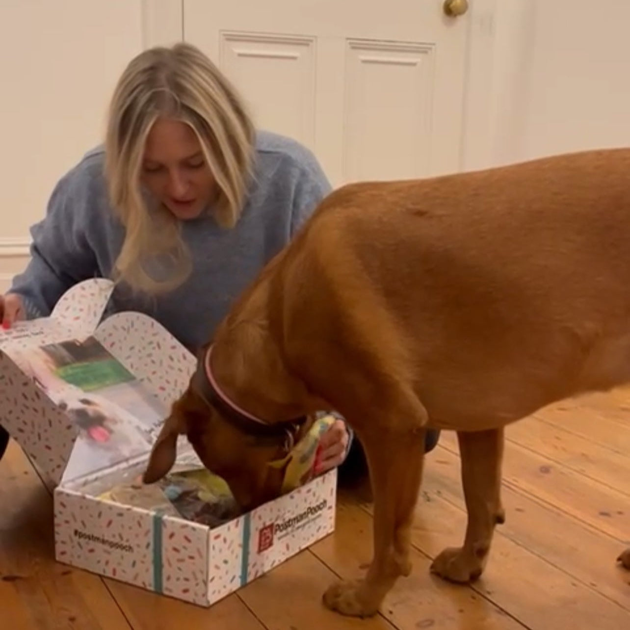 Build a Dog Birthday Box