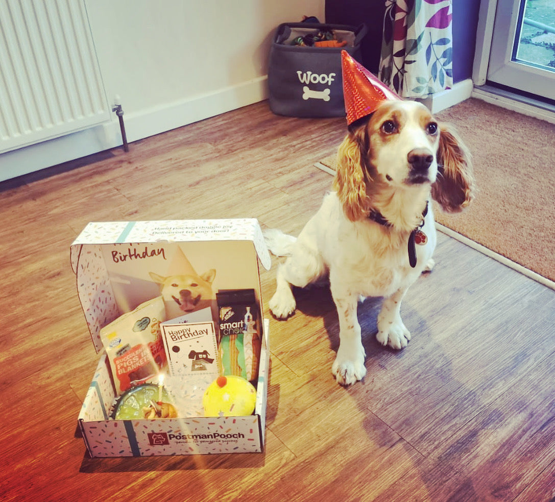 Build a Dog Birthday Box