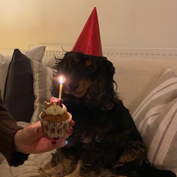 Barking Bakery Iced Woofin Cupcake