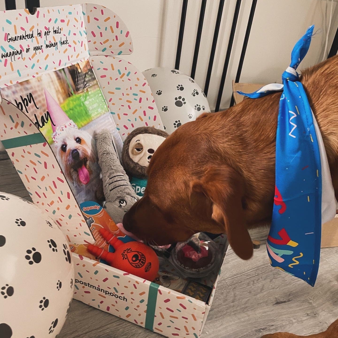 Build a Dog Birthday Box
