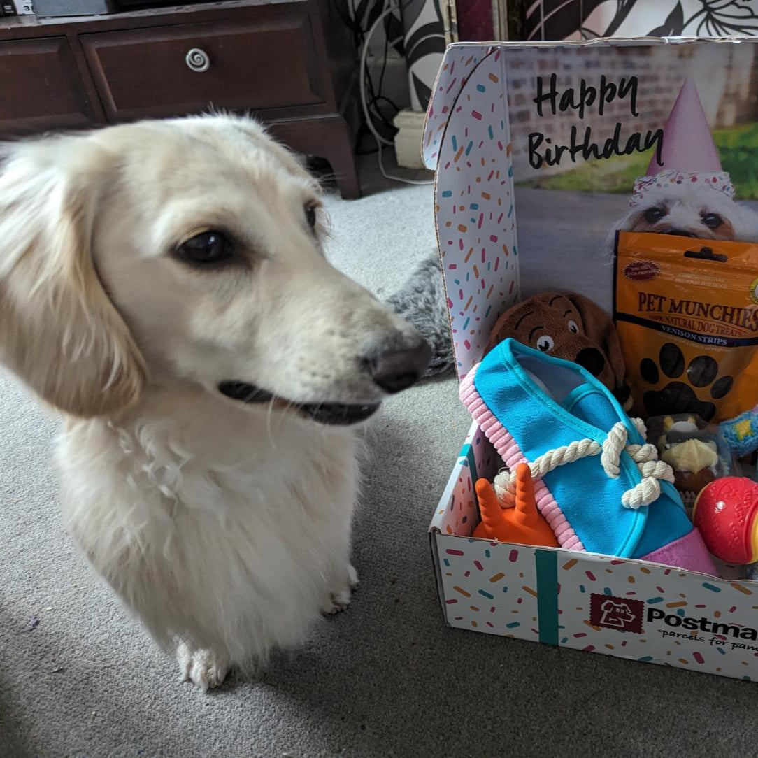 Build a Dog Birthday Box