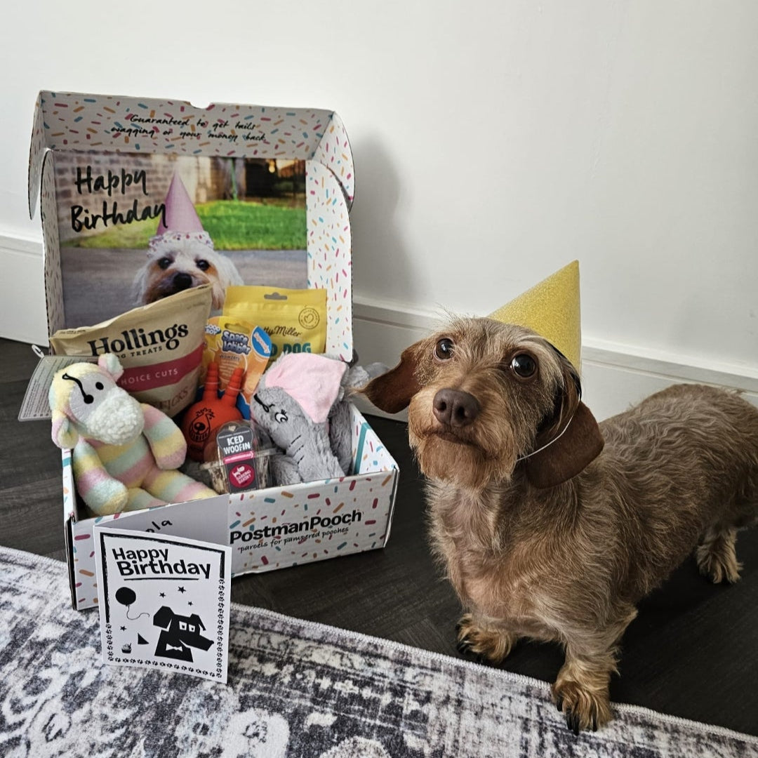 Build a Dog Birthday Box