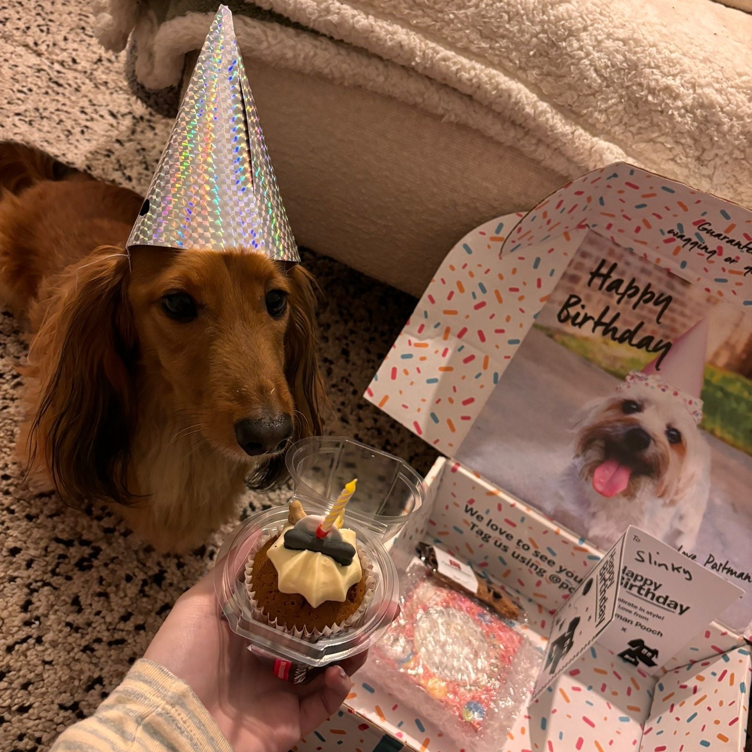 Barking Bakery Iced Woofin Cupcake