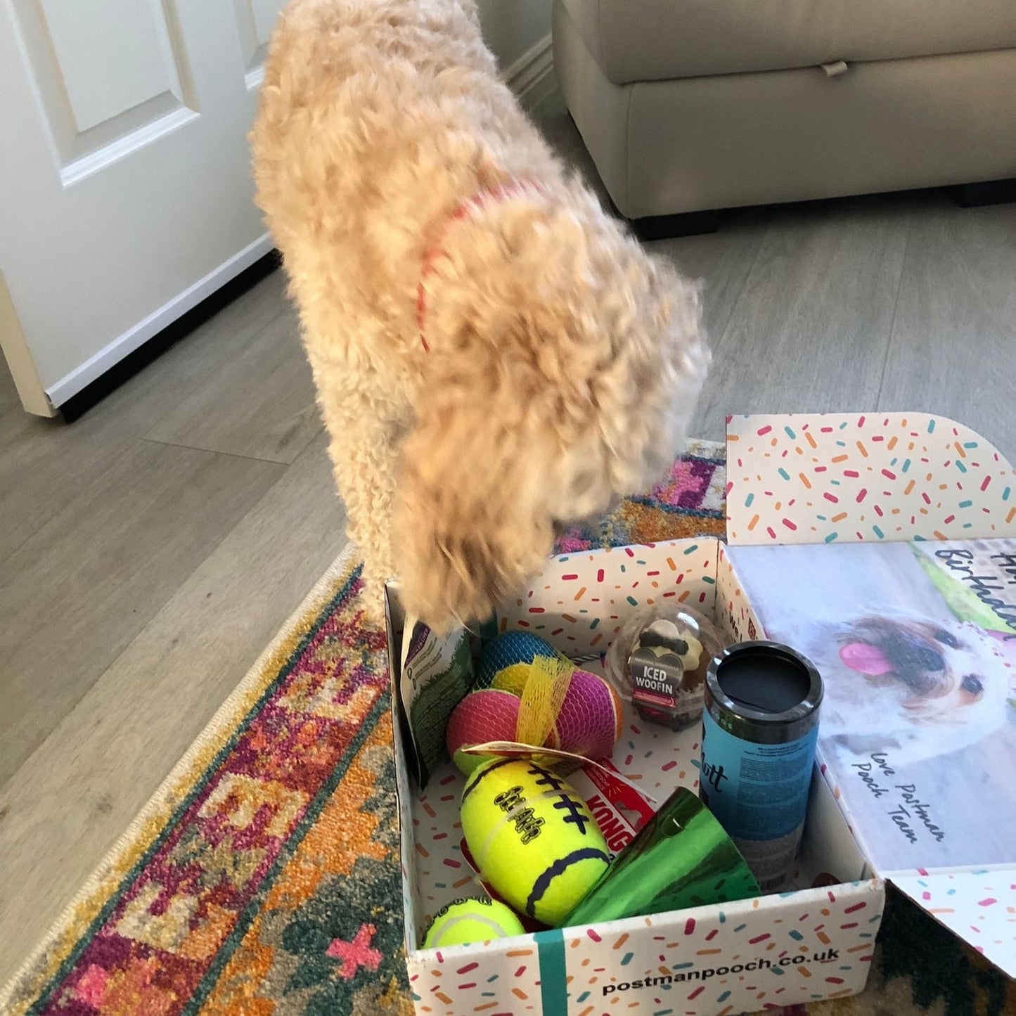 Build a Dog Birthday Box