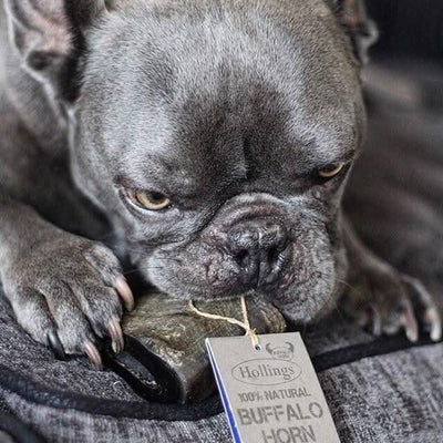 Hollings Buffalo Horn