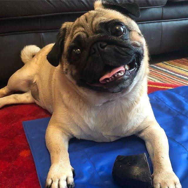 Hollings Buffalo Horn