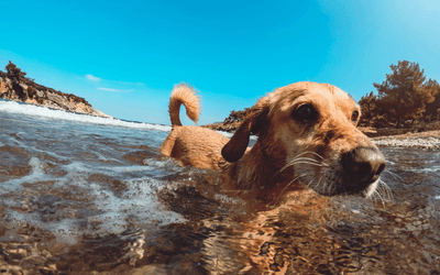 Swim With Your Dog: Making Waves of Joyful Memories Together