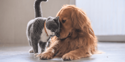 Introducing Cats to a Puppy: Navigating a Successful Transition