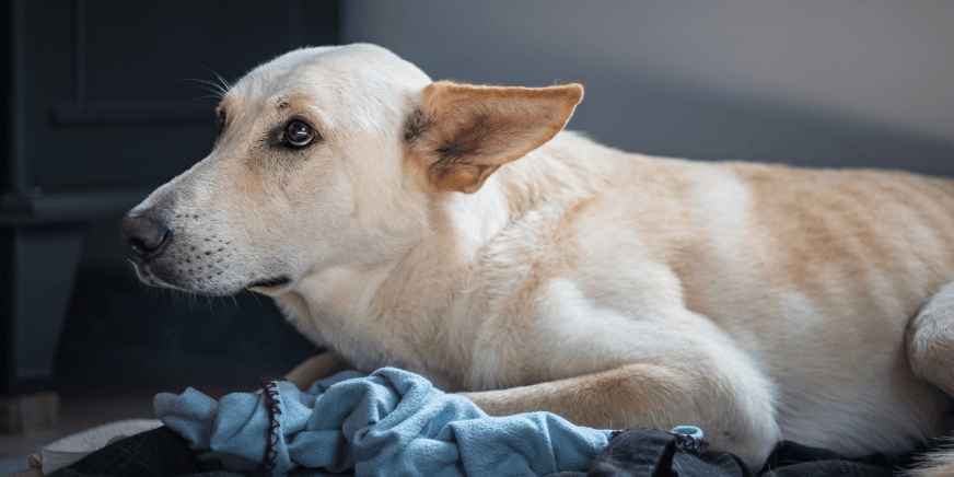 Soothing Your Dog Scared of Thunder: Effective Strategies for Coping