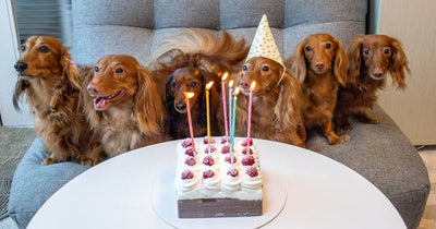 20 ways to celebrate a Dog Birthday in 2020!